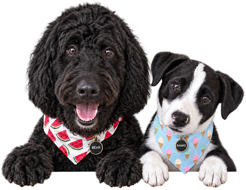 Bear, our black goldendoodle in his watermelon bandana, and Banks in his blue ice-cream bandana
