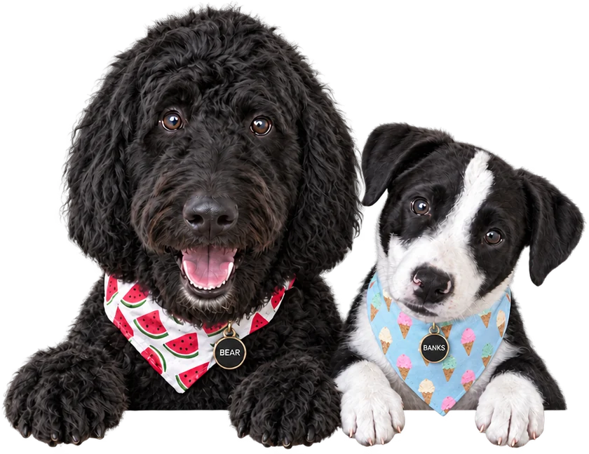 Bear and Banks, the Ramella dogs